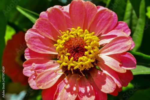 Close-up of a red flower with stamens and pistil