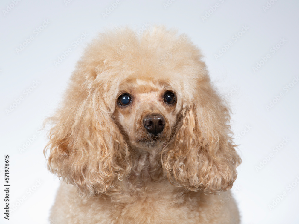 Poodle posing in studio with white background, apricot colored poodle isolated on white.