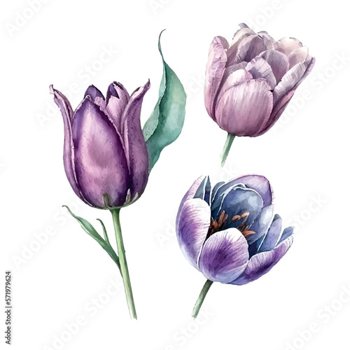 Watercolor purple pink tulip illustration Women's day greeting card