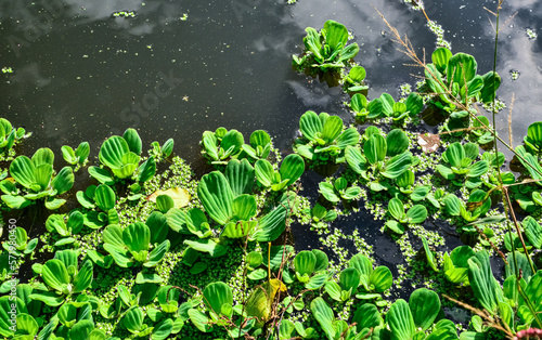 Floating aquatic plants Pistia stratiotes among duckweed and Wolffia in a stagnant pond