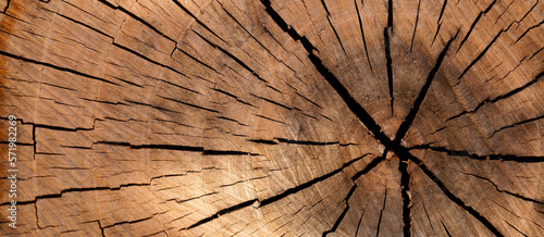 Wood texture cut tree trunk background
