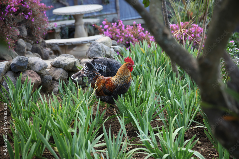 Fototapeta premium Rooster in vegetation 