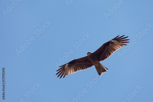 Black Kite flying in the sky of the Orkhon valley