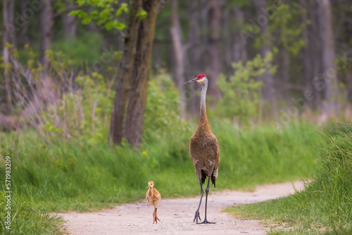Adult sandhill crane walking with colt