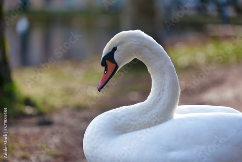 Portrait of a Mute swan