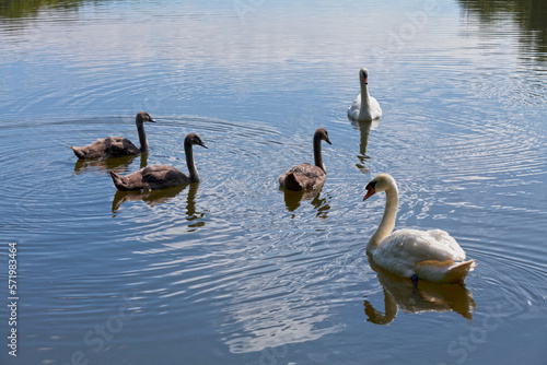 Mute swans and their cygnets