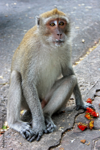Male Macaque eating a Rambutan