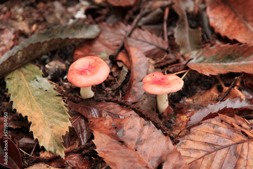 Two russula rosea growing in the woods