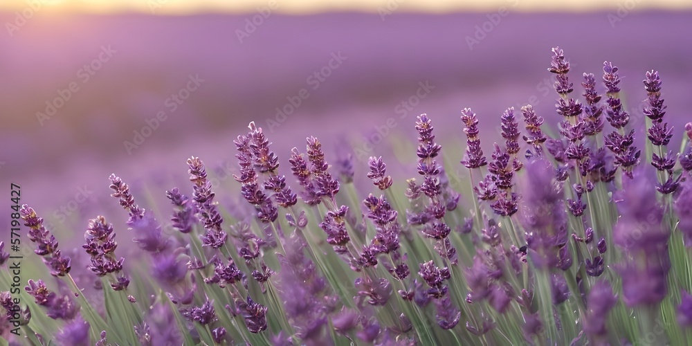Obraz premium Lavender meadow at dusk, warm lighting, atmospheric shot of lavender flowers. Generative AI