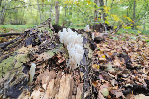Artomyces pyxidatus in the woods photo
