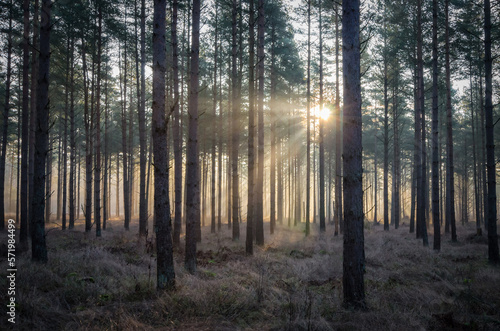 Swedish winter morning in the forest © Piotr Wawrzyniuk