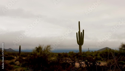 Saguaro cactus in the Arizona desert with storm clouds passing by  photo