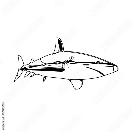 Black and white sketch of a shark with transparent background