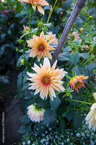 Beautiful  Blooming  Colorful  Dahlia Flower in the Garden Tree