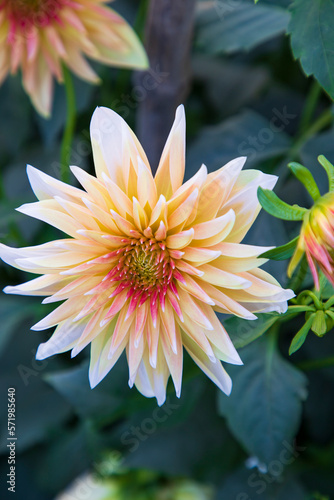 Beautiful  Blooming  Colorful  Dahlia Flower in the Garden Tree