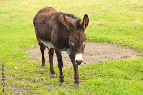 Donkey in a pasture