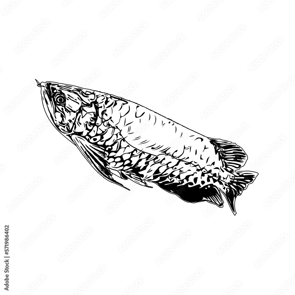black and white sketch of arowana fish with transparent background