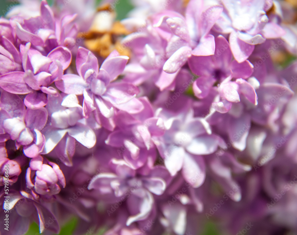 Lilac is a genus of about 20 species of flowering plants of the olive family, distributed in Europe and Asia. Lilac is a genus of about 20 species of flowering plants of the olive family, distributed in Europe and Asia.