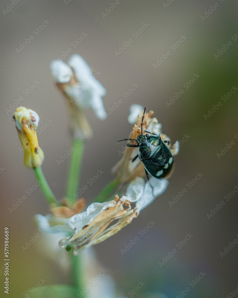 Heteroptera is a series of insects of the order Semihardy