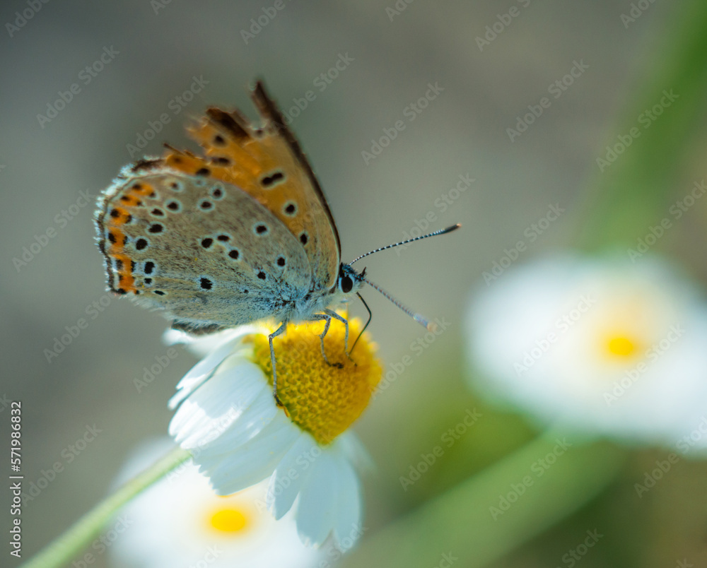 A butterfly sits and basks in the sun on a daisy.