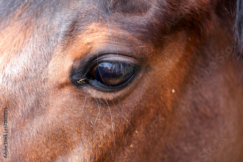 Horse head with detail on eye