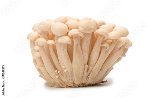 White beech mushrooms isolated on a white background.