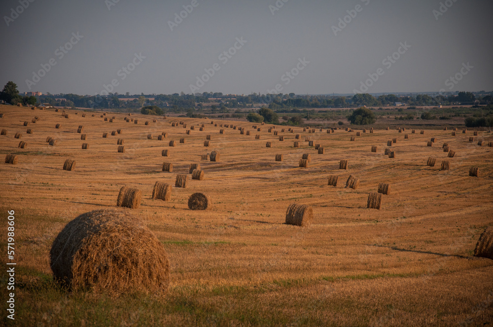 Obraz premium On an early autumn evening, bales of straw are waiting to be picked up from the field.