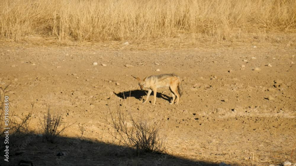 a black-backed jackal foraging for edible leftovers during sunset in South Africa. close up shot a black-backed jackal foraging for edible leftovers during sunset in South Africa. close up shot