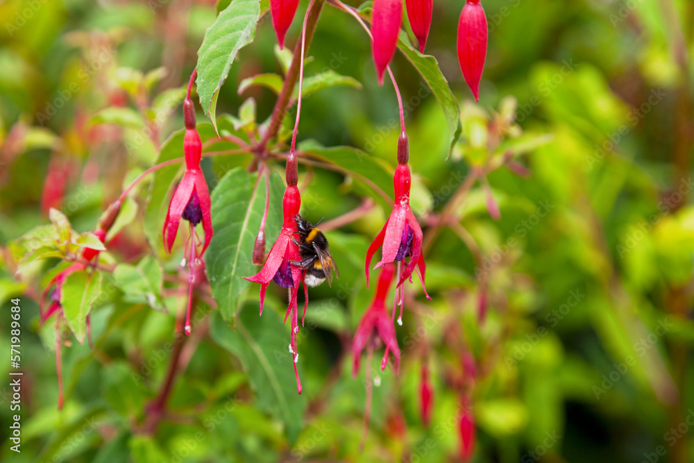 Bumblebee gathering a fuchsia flower Bumblebee gathering a fuchsia flower