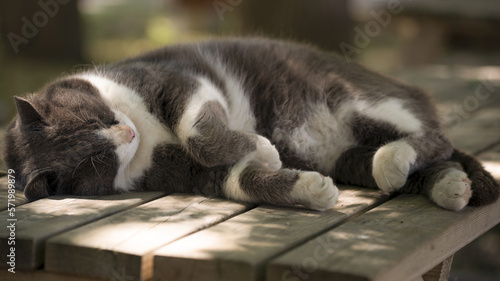 Chat endormi sur une table