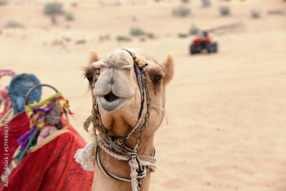 Obraz premium Arabian camel in the desert