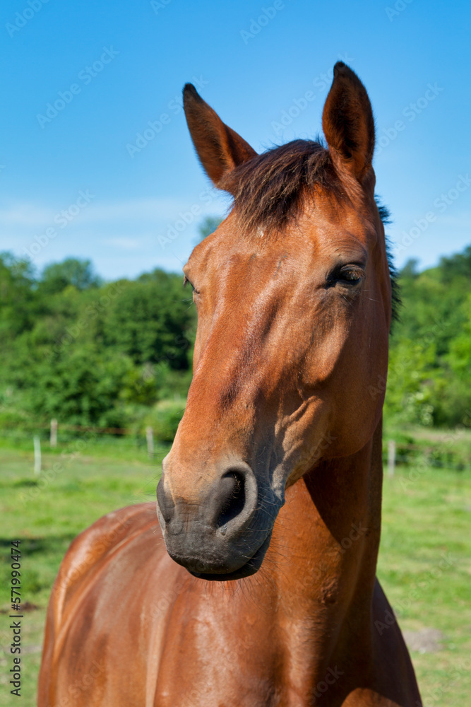 Fototapeta premium Portrait of a horse