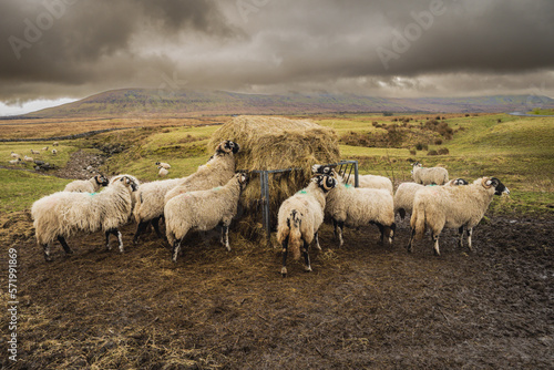 Sheep at a feeder at Ribblehead Viaduct in the Yorkshire Dales