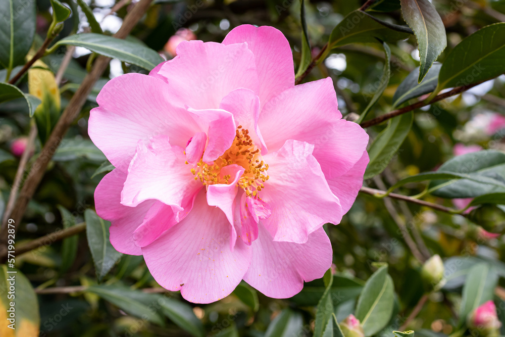 Pink camellia reticulata flower growing on outdoors Pink camellia reticulata flower growing on outdoors