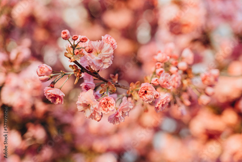 cherry blossom in spring time, soft focus and shallow DOF