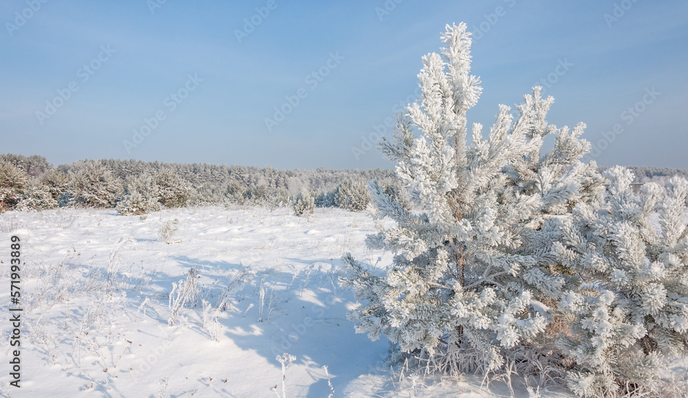 The beautiful forest belongs to the Kozlin forestry in Ukraine. The beautiful forest belongs to the Kozlin forestry in Ukraine.