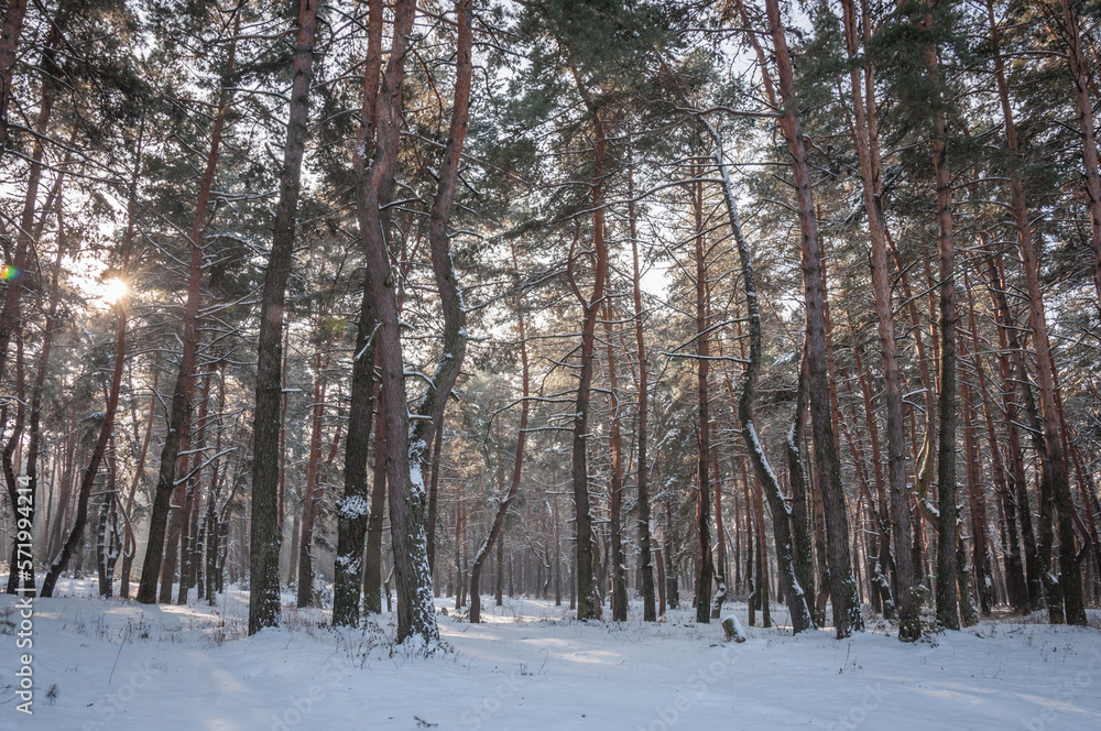 The beautiful forest belongs to the Kozlin forestry in Ukraine. The beautiful forest belongs to the Kozlin forestry in Ukraine.