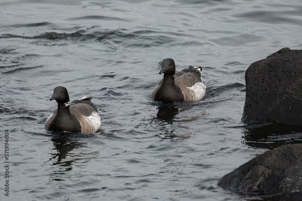 Fototapeta premium Brant geese in the water.