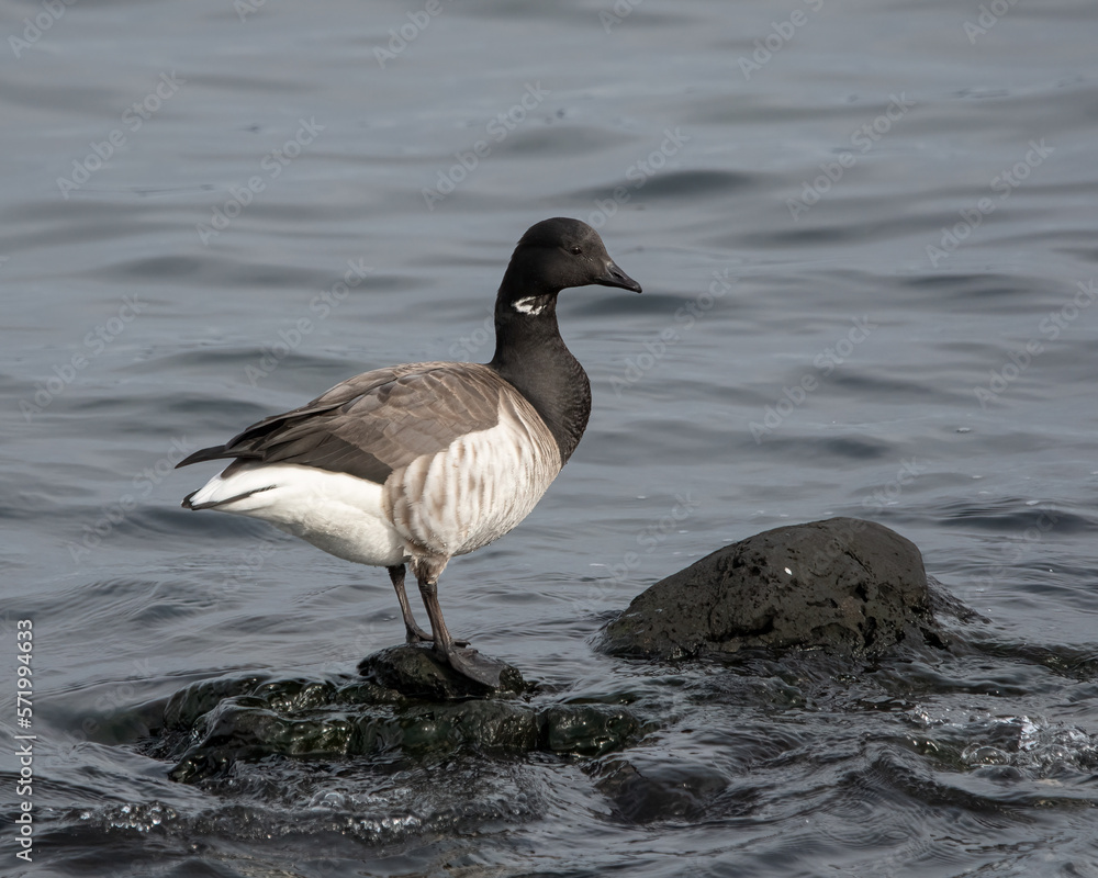 Brant Goose on rock in the water.