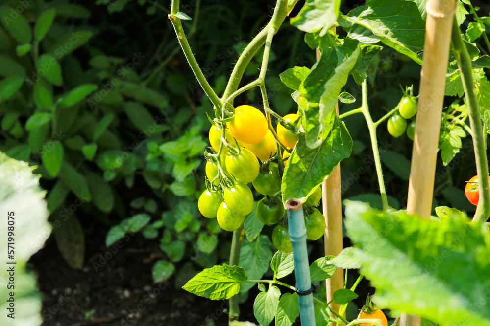 Primo piano di una pianta di pomodorini nell'orto del giardino, natura e giardinaggio