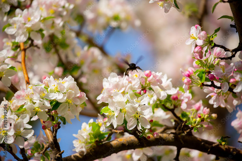 Obraz premium Blue bumblebee on a blossoming sakura tree. Beautiful spring landscape of wild nature.