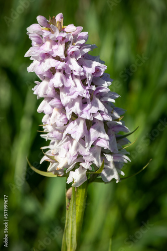 Rare pink and purple blooming Orchis orchid plant on waterlogged meadow with green background in Slovakia's Abrod nature reserve photo