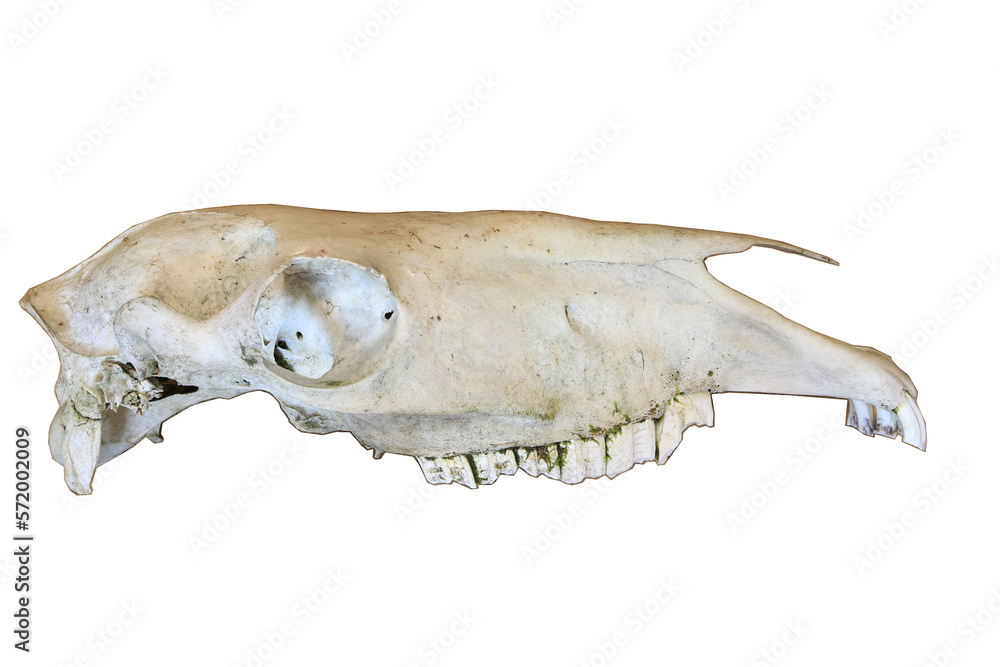 Horse skull isolated on a transparent background Horse skull isolated on a transparent background