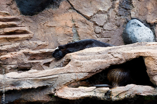 Selective focus of sleeping nutria in its cage.