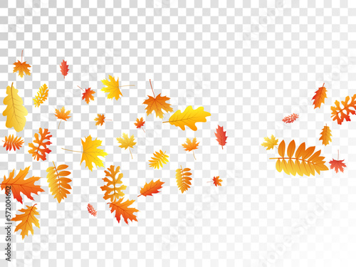 Oak, maple, wild ash rowan leaves vector, autumn foliage on transparent background.