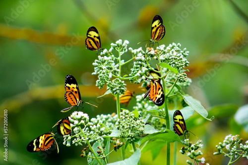 Coletivo de borboletas photo