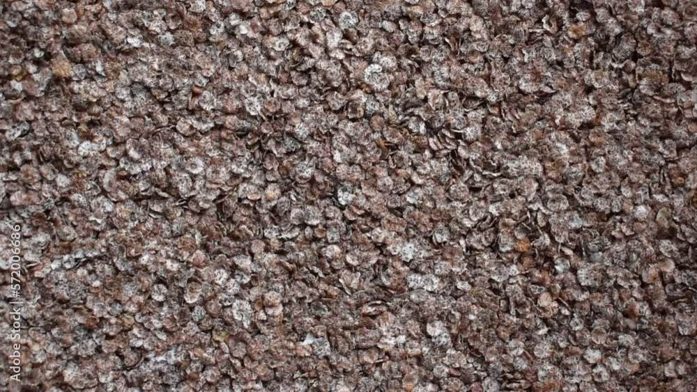 Raw whole dried finger millet flakes Raw whole dried finger millet flakes