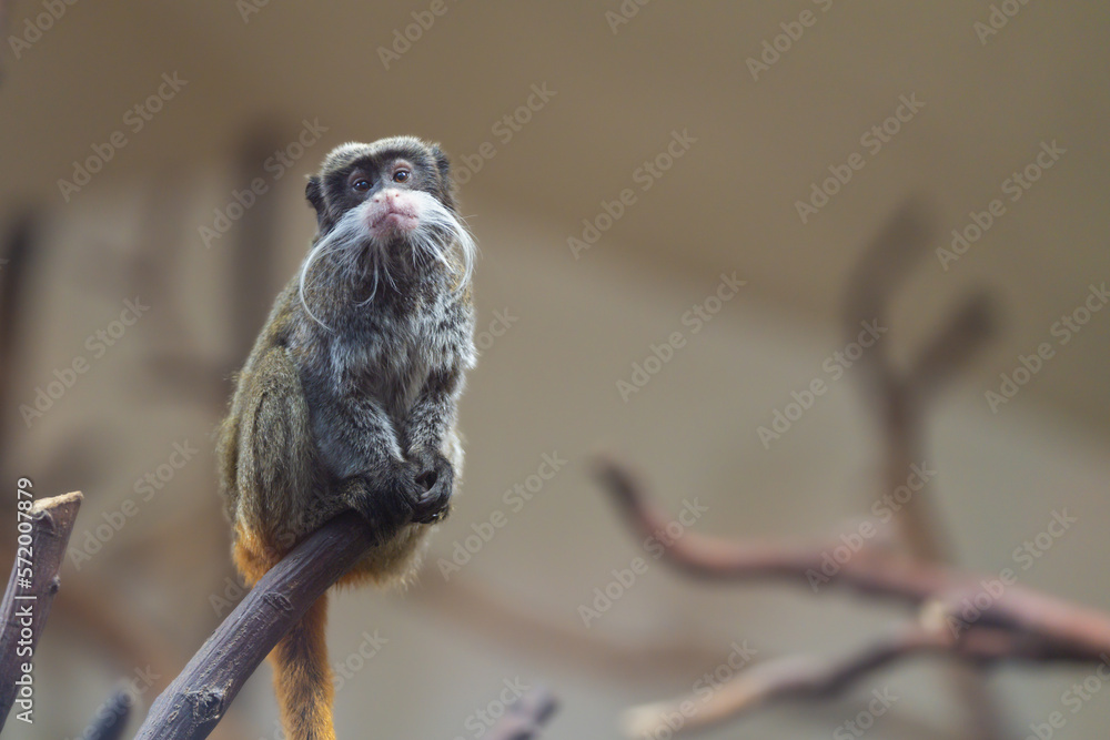Emperor Tamarin (Saguinus imperator) monkey on branch with outstanding, long, white beard.