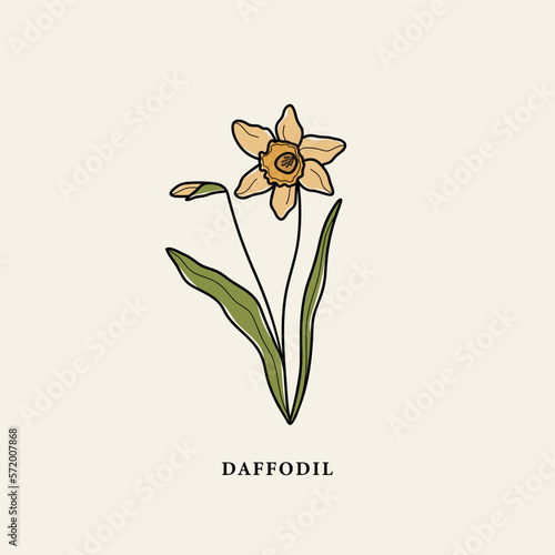 Line art daffodil flower drawing
