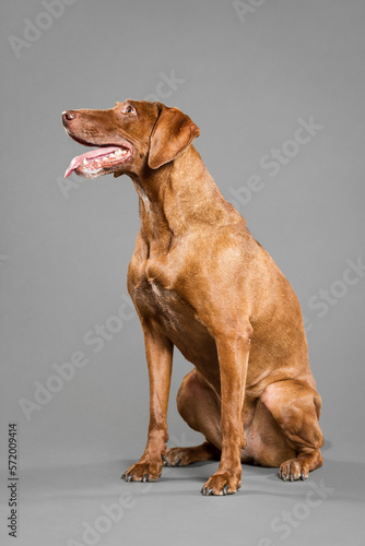 cute hungarian vizsla pointer dog sitting on the floor in the studio on a grey background looking to the side